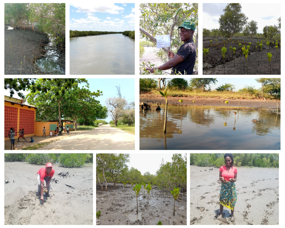 Ft reforestation project update collage 1 | future tech